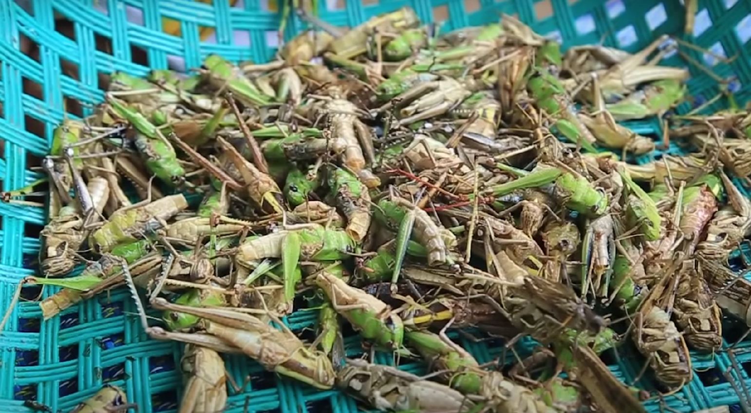 a group of grasshoppers in a basket