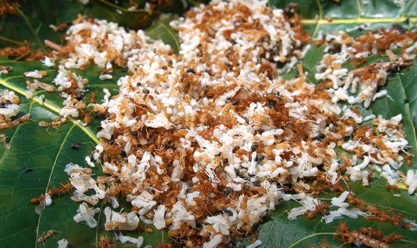 a pile of white and brown ants on a green leaf